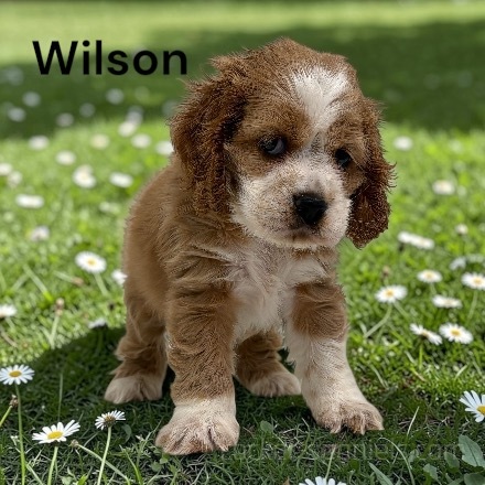 puppy, for, sale, Cocker Spaniel, Joe & Cherri  Overlease, dog, breeder, Miller, MO, dog-breeder, puppy-for-sale, forsale, nearby, find, puppyfind, locator, puppylocator, aca